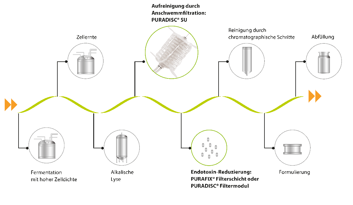 processo di purificazione e chiarificazione del DNA plasmidico