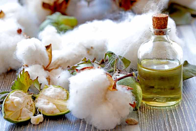 Cottonseed oil for deep frying.frying oils characteristics.