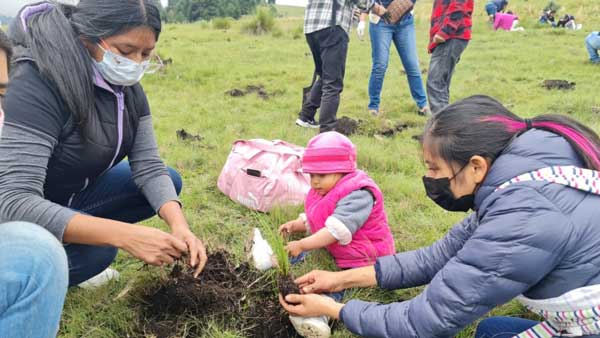 Unser Filtrox Team in Mexico mit ihren Familien pflanzen Bäume