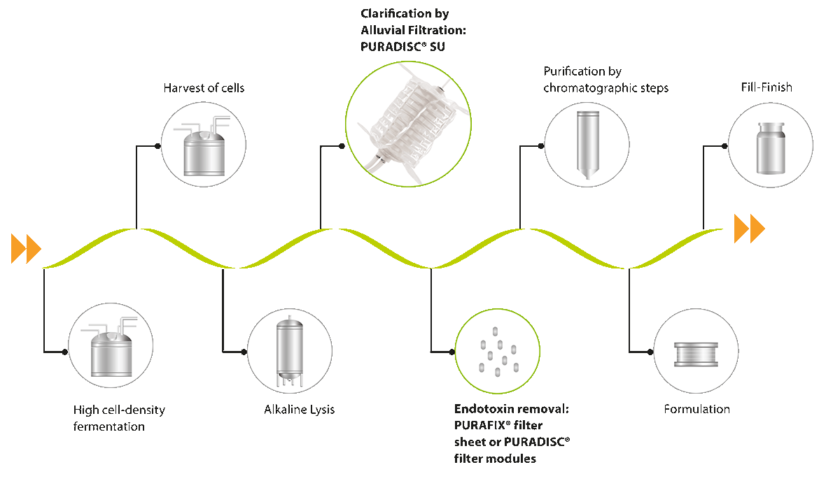 Clarification of Plasmid DNA with single-use filter media Process of plasmid DNA manufacturing